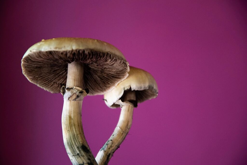 The Healing Power of Magic Mushroom Retreats in Mexico